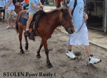 STOLEN Pony Rusty (& Sundae), Near Miami, FL, 33183